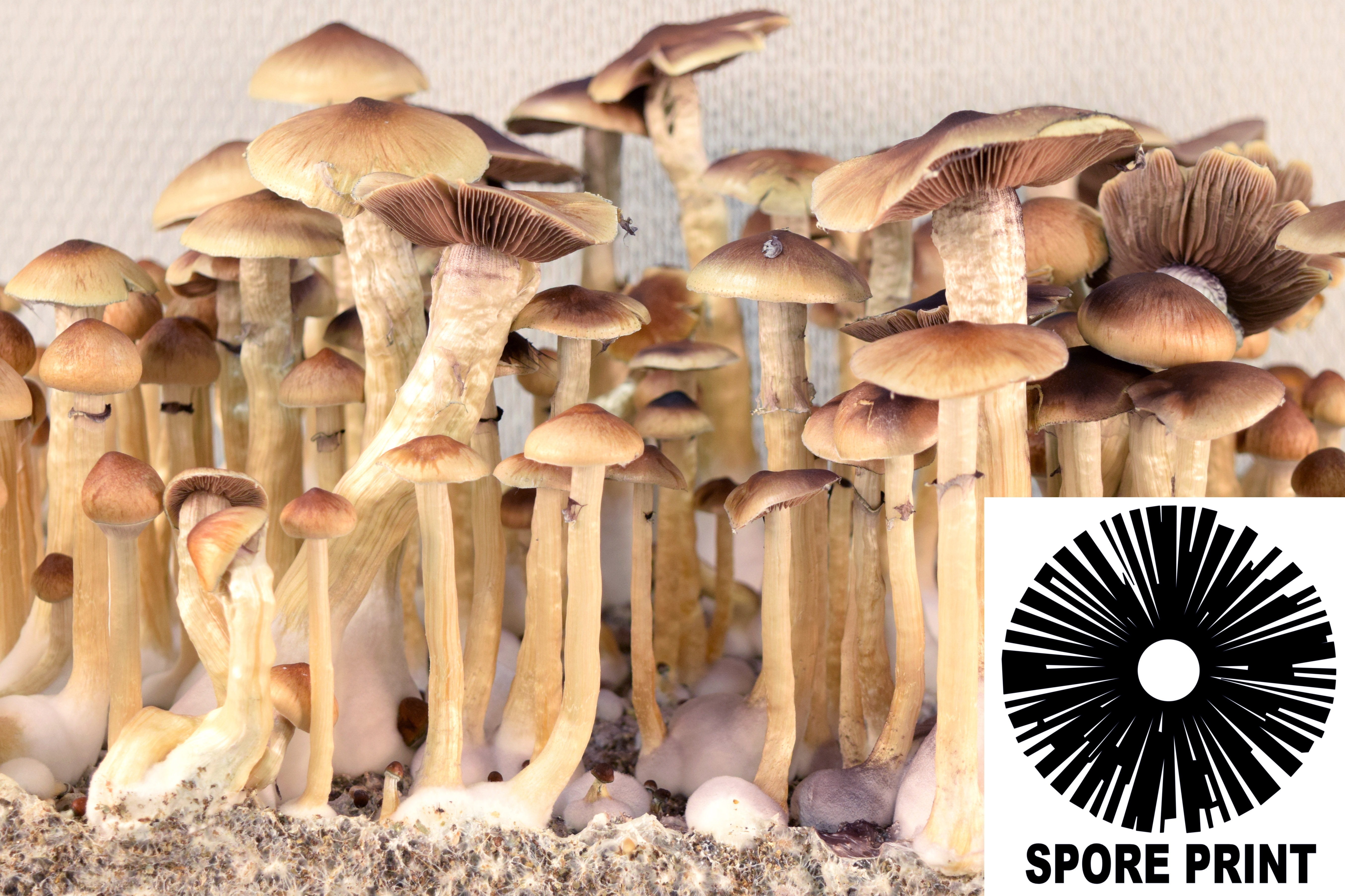 Psilocybe cubensis : McKennaii Spore Print